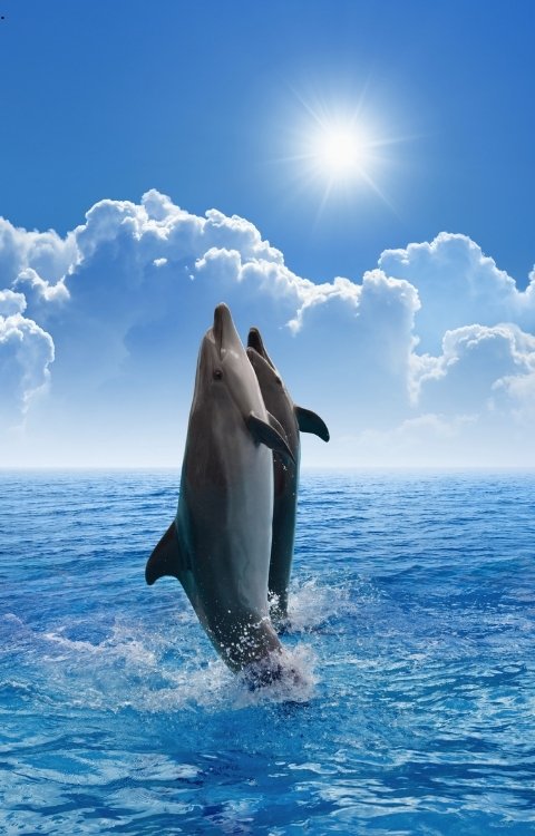 Dolphin-trip