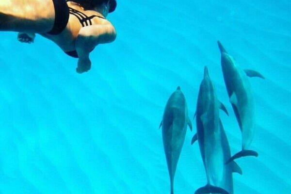 Hurghada 4-Hour Dolphin Speedboat