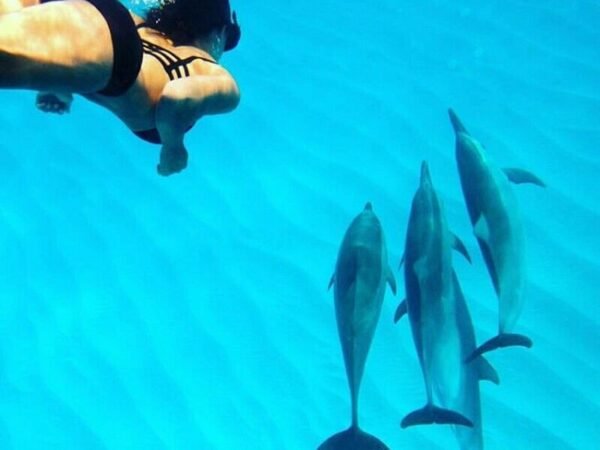 Hurghada 4-Hour Dolphin Speedboat