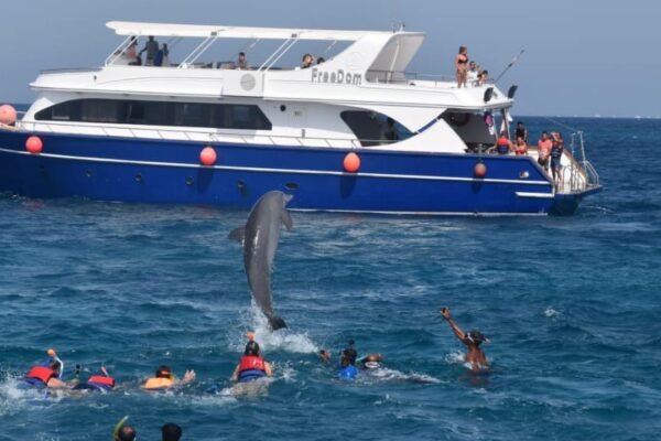 Dolphin House Snorkeling Sea Trip Ultimate Adventure