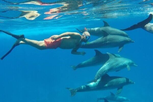 Hurghada Dolphin House VIP Small Group Snorkeling Yacht | Guaranteed Dolphin Sighting