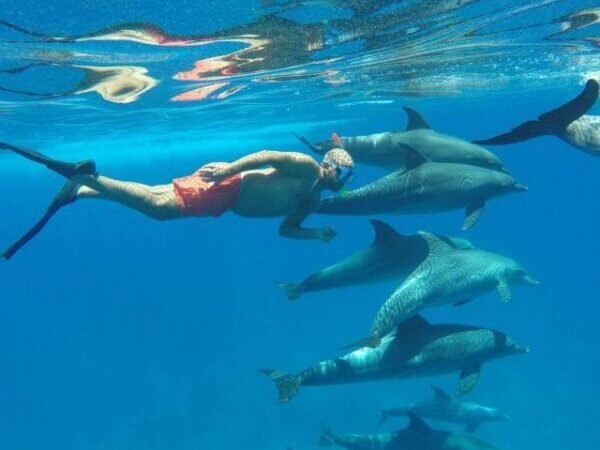 Hurghada Dolphin House VIP Small Group Snorkeling Yacht | Guaranteed Dolphin Sighting