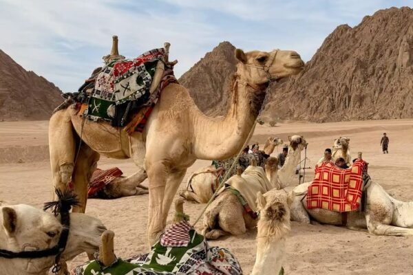 Hurghada Camel Riding on the Beach | Fun Family Red Sea Experience