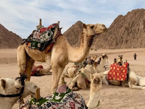 Hurghada Camel Riding on the Beach | Fun Family Red Sea Experience