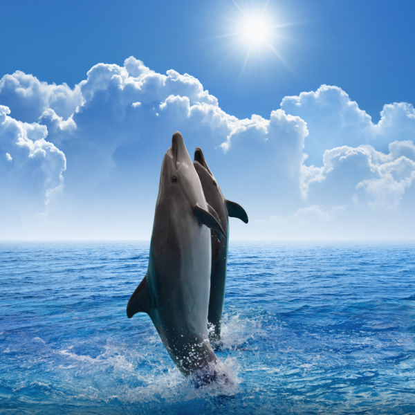 Blue and White Illustrated National Dolphin Day Instagram Post Blue and White Illustrated National Dolphin Day Instagram Post